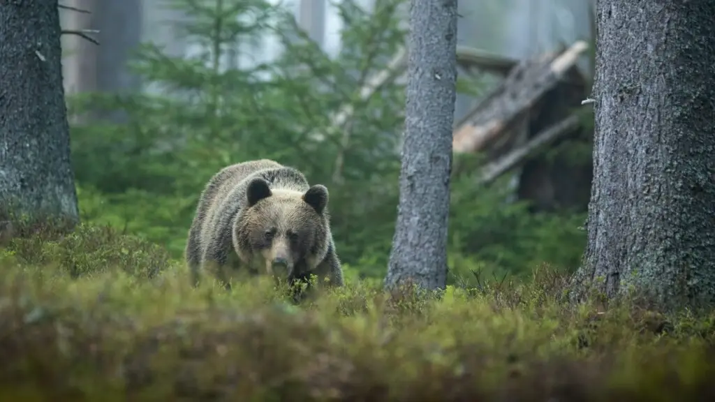 Threatening brown bear approaching in summer forest from front view