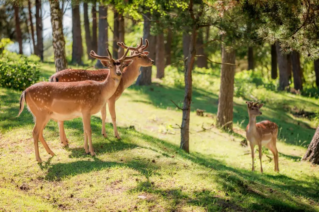 Young deers in forest at sunny day in summer, Poland