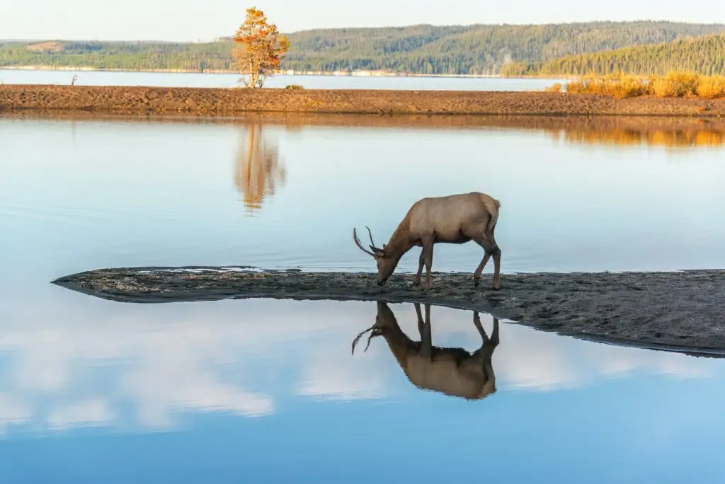 elk hunting
