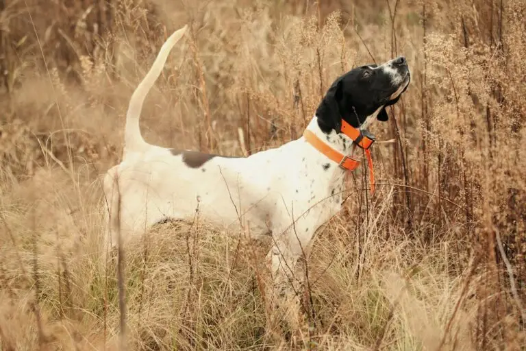 English pointer in tall brush