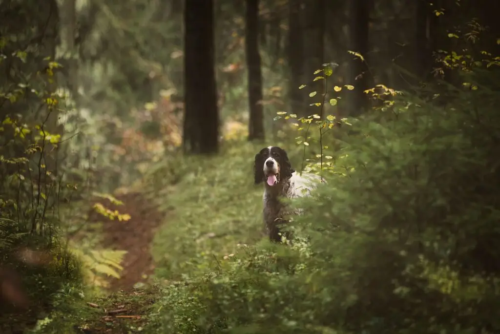↟ Hunting dog English Setter in the forest