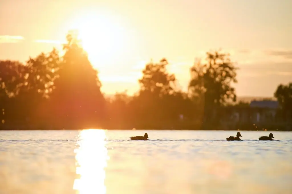 Wild ducks swimming on lake water at bright sunset. Birdwatching concept