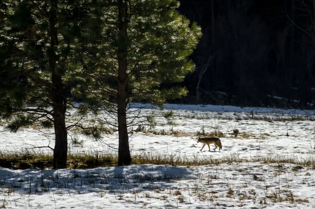 Coyote and tree in a snow field - Yosemite National Park, California, USA