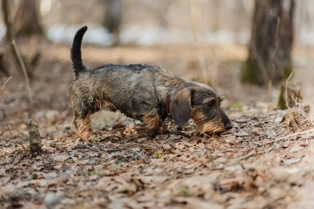dachshunds walk in the autumn forest
