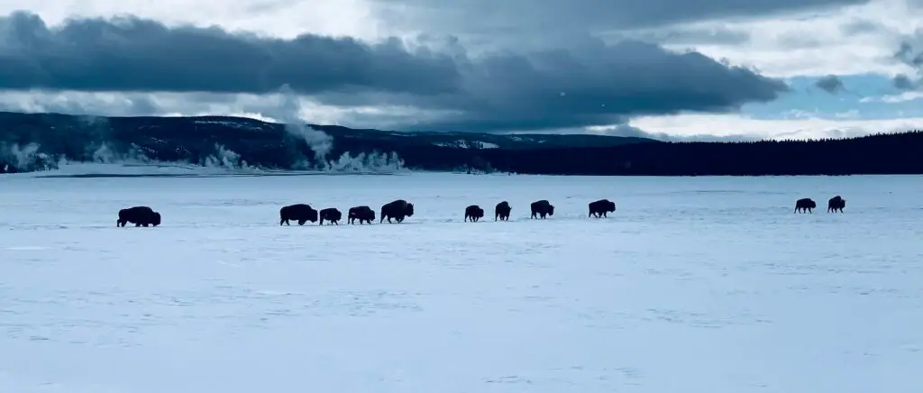 Group of bison trekking across the snowy plains in Montana.