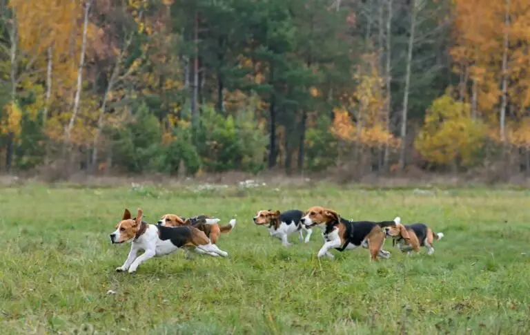 Running happy beagles