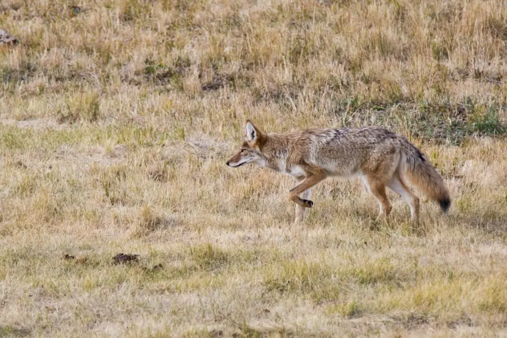 A coyote wanders the fields on a sunny day in Yellowstone National Park, Wyoming, United States
