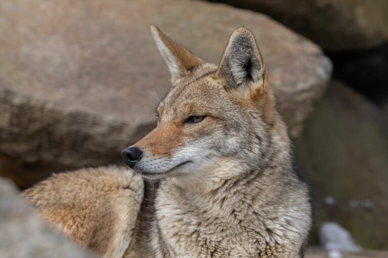 Close-up shot of a Coyote looking to the side with a rock stone background