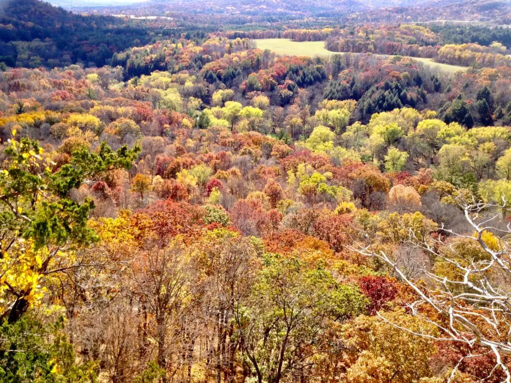 Colorful tree canopy in the Midwest in autumn