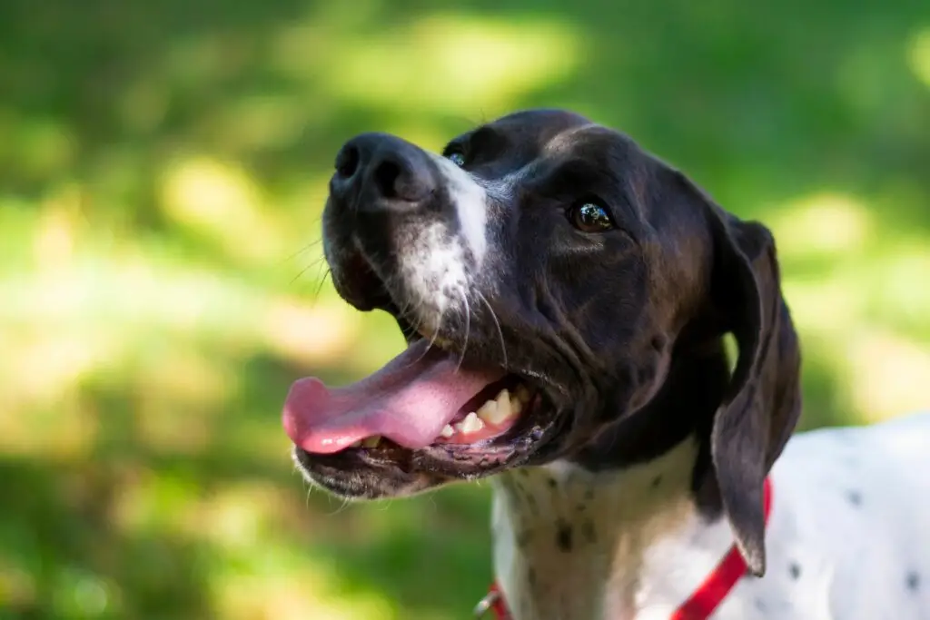 Portrait of an English pointer dog
