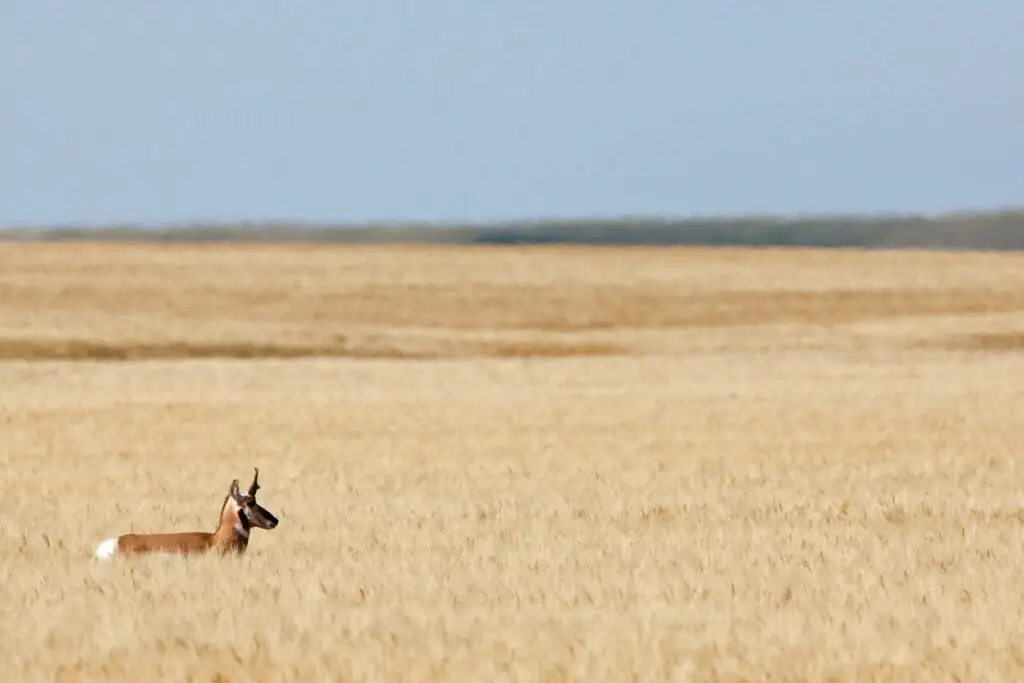 Pronghorn stands in the middle of a lush, golden field of tall grass.